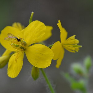 2013 05 11 Steinhuder Meer (385)