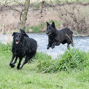 fliegende Hunde