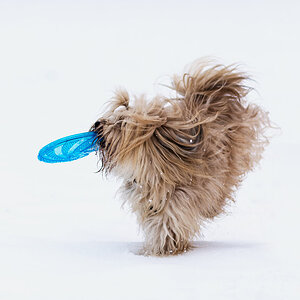 Suri Winter1