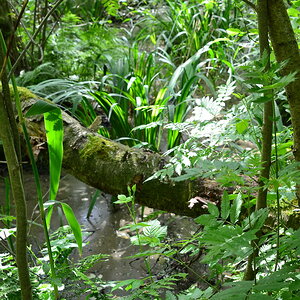 2013 06 23 Steinhuder Meer (450)