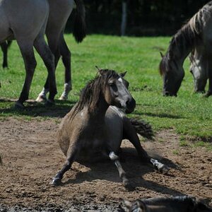 Wildpferde (72)