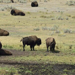 DSC2858 Focus auf mittleres Bison
