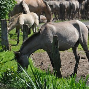 Wildpferde (248)