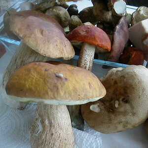 DSCN3711