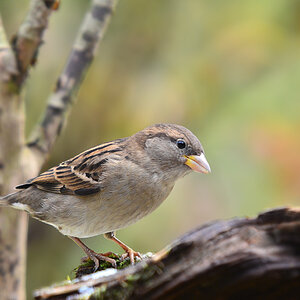 DSC 9598 khg
