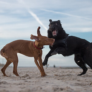 playing4