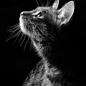 Diese Katze haben wir vor 1 Jahr vor dem Verhungern von einem Bauernhof gerettet. Sie war lange krank und elend. Aber sie hatte mehrere Leben und sieh