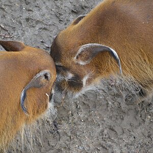 Pinselohrschweine