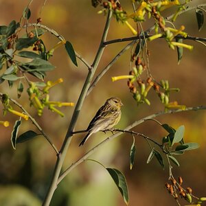 Kanarienvogel