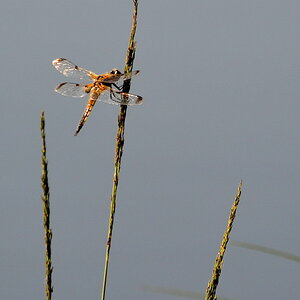 2013 07 06 Steinhuder Meer (537)
