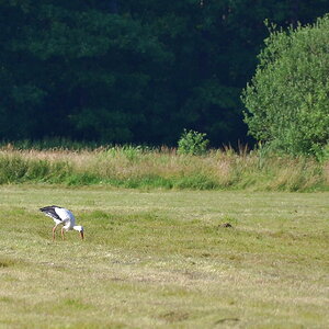 2013 07 06 Steinhuder Meer (584)