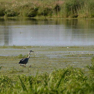 2013 07 06 Steinhuder Meer (603)
