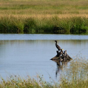 2013 07 06 Steinhuder Meer (618)