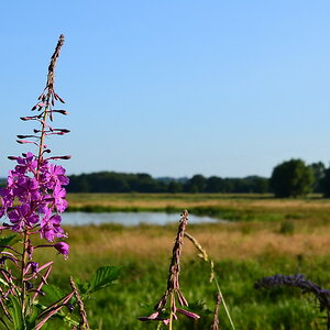 2013 07 06 Steinhuder Meer (623)