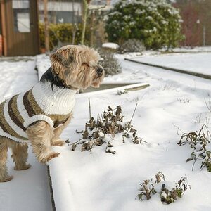Lillie(Winterhunde2014)