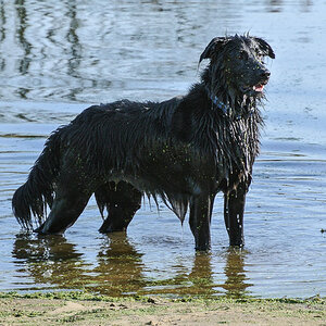 Flusshund