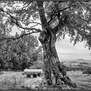 Baum 01