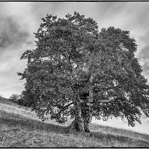 Baum 02