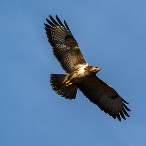 Mäusebussard