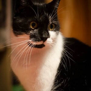 Shorty DSC 5527