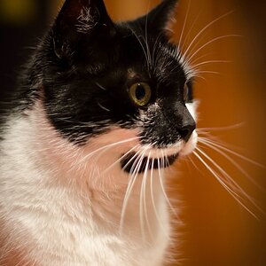 Shorty DSC 5531