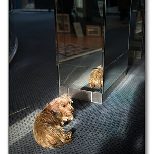 hotelhund2