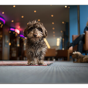 hotelhund3