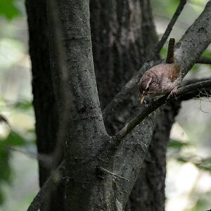 2013 07 13 Steinhuder Meer (691)