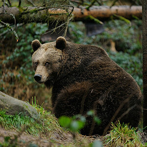 Baer