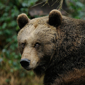 Baer Aus