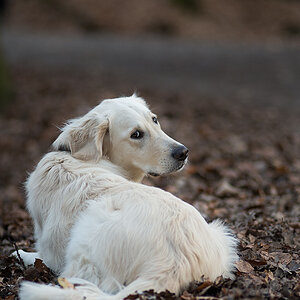 retriver