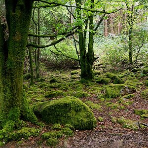 2130528 1850 Nationalpark Killarney 1024