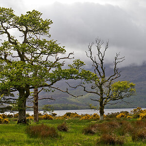 2130528 D6C 1868 Nationalpark Killarney 1024
