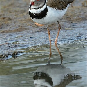 aacomp masai mara 20130907 06760