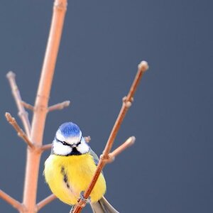 Blaumeise