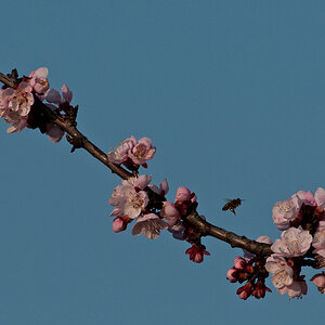 Marillenblüte 2014

Das herrliche Wetter der letzten Tage regt diesem Marillenbaum im heimischen Garten sichtlich an!
Im Vergleich zum Jahr 2012 begin