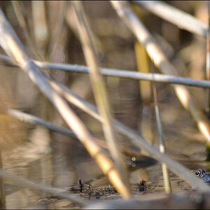 Frosch PZ16965