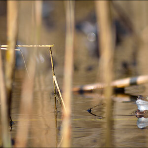 Frosch PZ16976