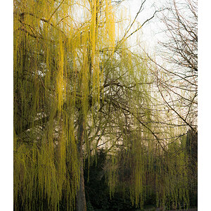 spring