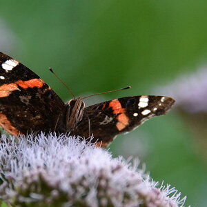 2013 08 04 Steinhuder Meer (2061)