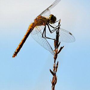2013 08 04 Steinhuder Meer (2131)