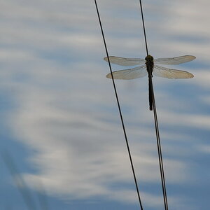 2013 08 04 Steinhuder Meer (2170)