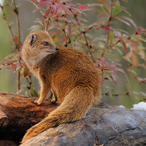 Fuchsmanguste
Tiergarten Nürnberg