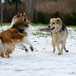 Nikita und Collie