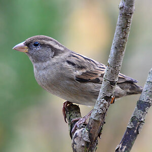 DSC 9709 khg