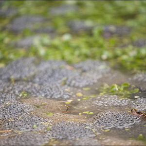 Frosch2DSC 9976