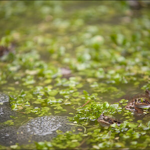 Frosch2DSC 9978