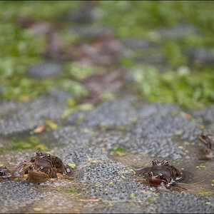 Frosch2DSC 9982