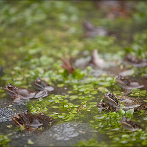 Frosch2DSC 9983