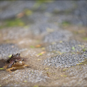 Frosch2DSC 9988